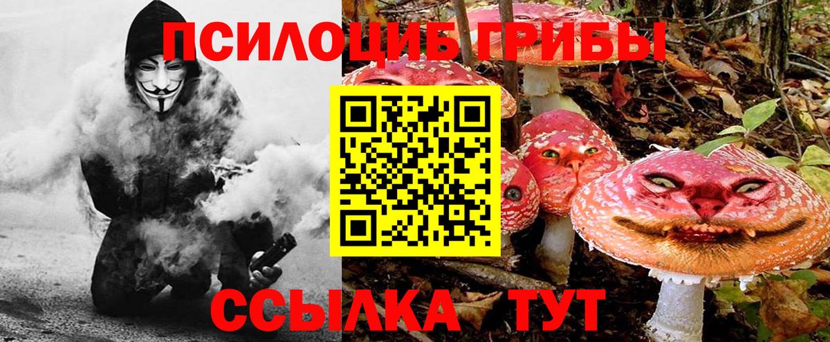 Псилоцибиновые грибы Psilocybe Гуково